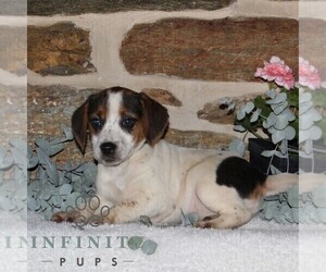 Jack-A-Bee Puppy for sale in STEWARTSTOWN, PA, USA