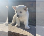 Small #3 Shiba Inu