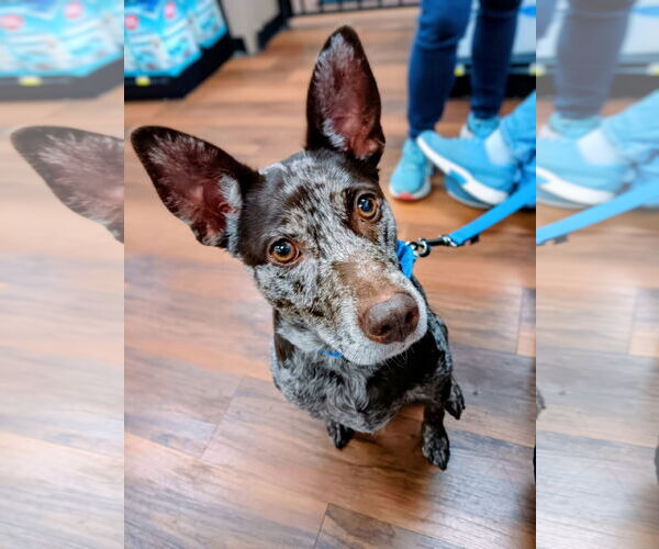 Medium Photo #5 Mutt Puppy For Sale in Rockaway, NJ, USA