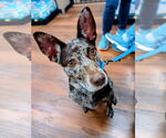 Small #4 Mutt