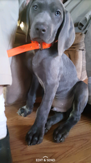 Weimaraner Puppy for sale in VERMILION, OH, USA