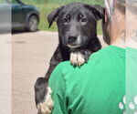 Small #3 German Shepherd Dog Mix