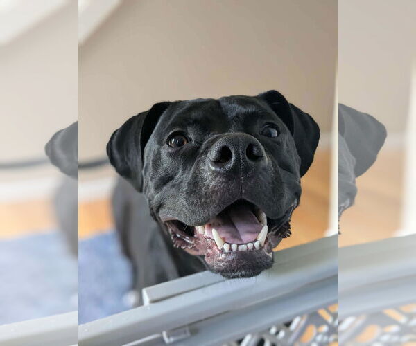 Medium Photo #1 American Pit Bull Terrier-Unknown Mix Puppy For Sale in Germantown, OH, USA