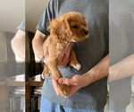 Small #7 Cavalier King Charles Spaniel