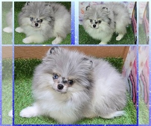 Pomeranian Puppy for sale in KINGMAN, AZ, USA