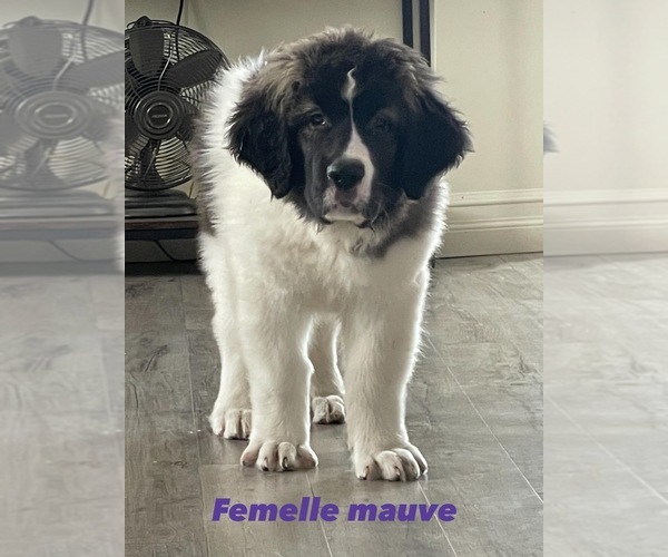 Medium Photo #1 Pyrenean Mastiff Puppy For Sale in Thetford Mines, Quebec, Canada