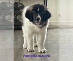 Small Photo #1 Pyrenean Mastiff Puppy For Sale in Thetford Mines, Quebec, Canada