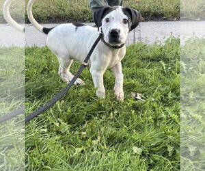 Mastiff-Unknown Mix Dogs for adoption in SHERBURNE, NY, USA