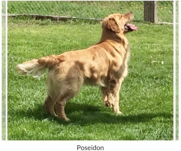 Medium Photo #1 Golden Retriever Puppy For Sale in NUNN, CO, USA