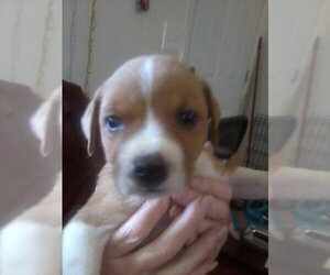Shelby (SADIE) - Female Mutt Dog for Adoption - Photo #20