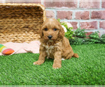 Small #1 Goldendoodle mix (+ Poodle Miniature)