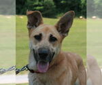 Small #2 Golden Shepherd