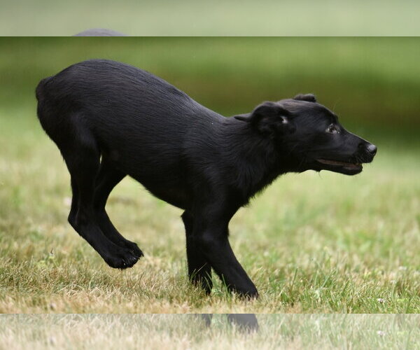 Medium Photo #7 German Shepherd Dog-Retriever  Mix Puppy For Sale in Mechanicsburg, PA, USA