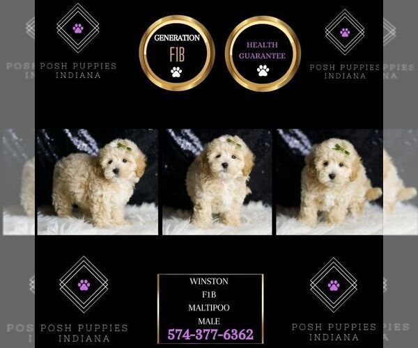 Medium Photo #1 Maltipoo Puppy For Sale in WARSAW, IN, USA