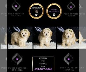 Maltipoo Puppy for sale in WARSAW, IN, USA