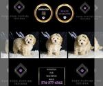 Small Maltipoo