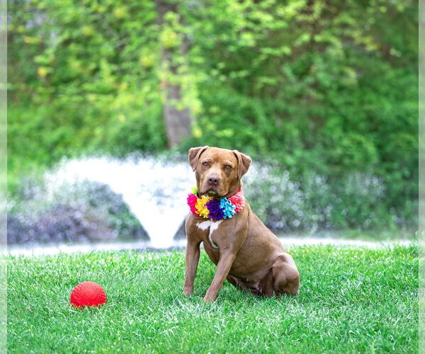 Medium Photo #3 Mutt Puppy For Sale in Unionville, PA, USA