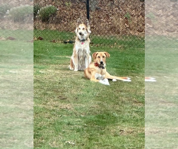 Medium Photo #9 Mutt Puppy For Sale in Rockaway, NJ, USA