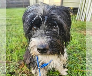 Mutt Dogs for adoption in Princeton, MN, USA
