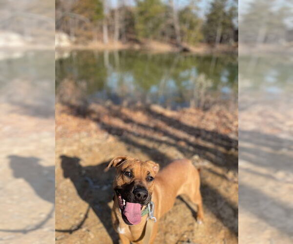 Medium Photo #10 Mutt Puppy For Sale in Foristell, MO, USA