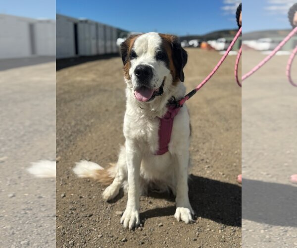 Medium Photo #2 Saint Bernard-Unknown Mix Puppy For Sale in Tabernash, CO, USA