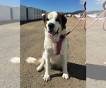 Small Photo #2 Saint Bernard-Unknown Mix Puppy For Sale in Tabernash, CO, USA
