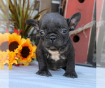 Small Photo #2 Faux Frenchbo Bulldog Puppy For Sale in GORDONVILLE, PA, USA