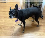 Small #8 Chihuahua Mix
