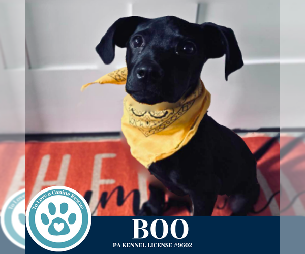 Medium Photo #5 Labrador Retriever-Unknown Mix Puppy For Sale in Kimberton, PA, USA