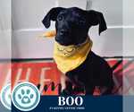 Small #4 Labrador Retriever Mix