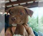 Small #2 Labrador Retriever Mix