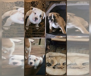 American Bulldog-English Bulldog Mix Litter for sale in DAPHNE, AL, USA