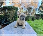 Small Photo #194 French Bulldog Puppy For Sale in HAYWARD, CA, USA