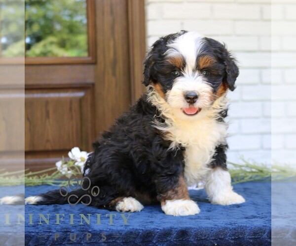 Medium Photo #1 Bernedoodle (Miniature) Puppy For Sale in NARVON, PA, USA