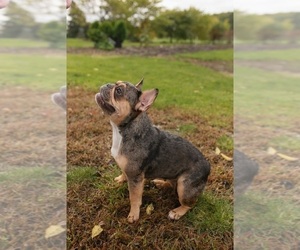 Mother of the French Bulldog puppies born on 02/21/2026