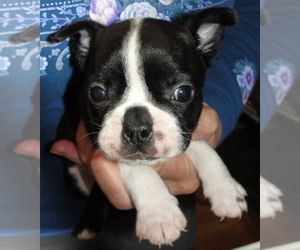 Boston Terrier Puppy for Sale in BEND, Oregon USA