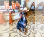 Small Photo #2 Doberman Pinscher Puppy For Sale in Buffalo, MN, USA