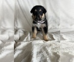 Puppy 10 Collie-German Shepherd Dog Mix
