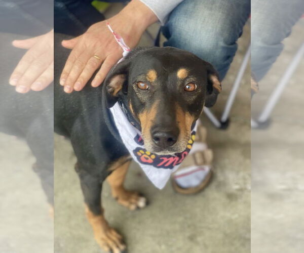 Medium Photo #5 Mutt Puppy For Sale in Mount Laurel, NJ, USA