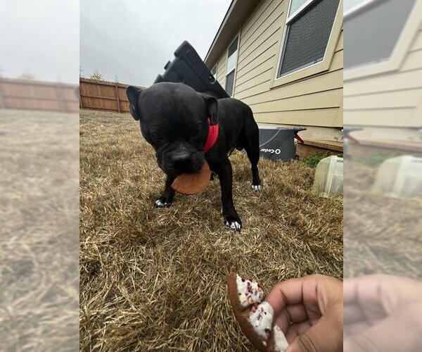 Medium Photo #1 Bulldog-Unknown Mix Puppy For Sale in San Antonio, TX, USA