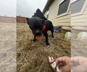 Bulldog-Unknown Mix Dogs for adoption in San Antonio, TX, USA