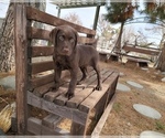 Small Photo #2 Labrador Retriever Puppy For Sale in SANTA CLARITA, CA, USA
