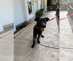 Small #1 Labrador Retriever Mix