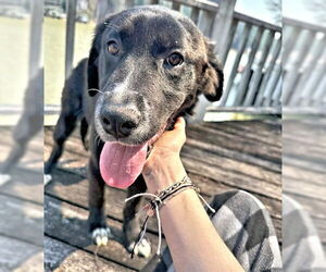 Golden Shepherd Dogs for adoption in Rutherfordton, NC, USA