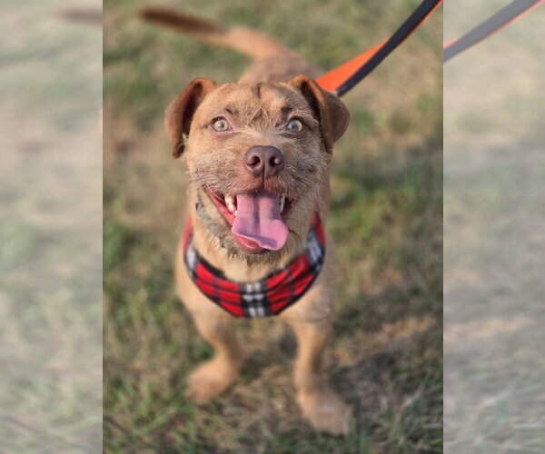 Medium Photo #1 Mutt Puppy For Sale in Minneapolis, MN, USA