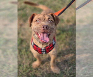 Mutt Dogs for adoption in Minneapolis, MN, USA