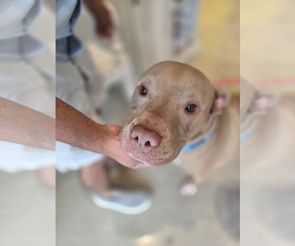 Medium Photo #3 American Staffordshire Terrier Puppy For Sale in Rosenberg, TX, USA