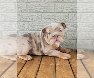 English Bulldog Dog for Adoption in INDIANAPOLIS, Indiana USA