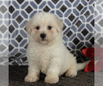 Small Photo #1 Bichon Frise Puppy For Sale in NARVON, PA, USA