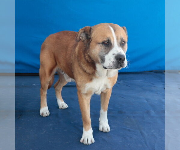 Medium Photo #2 Akita-Saint Bernard Mix Puppy For Sale in Pasadena, CA, USA